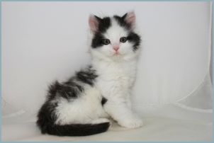 Male Siberian Kitten from Deedlebug Siberians